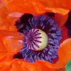 Mohn