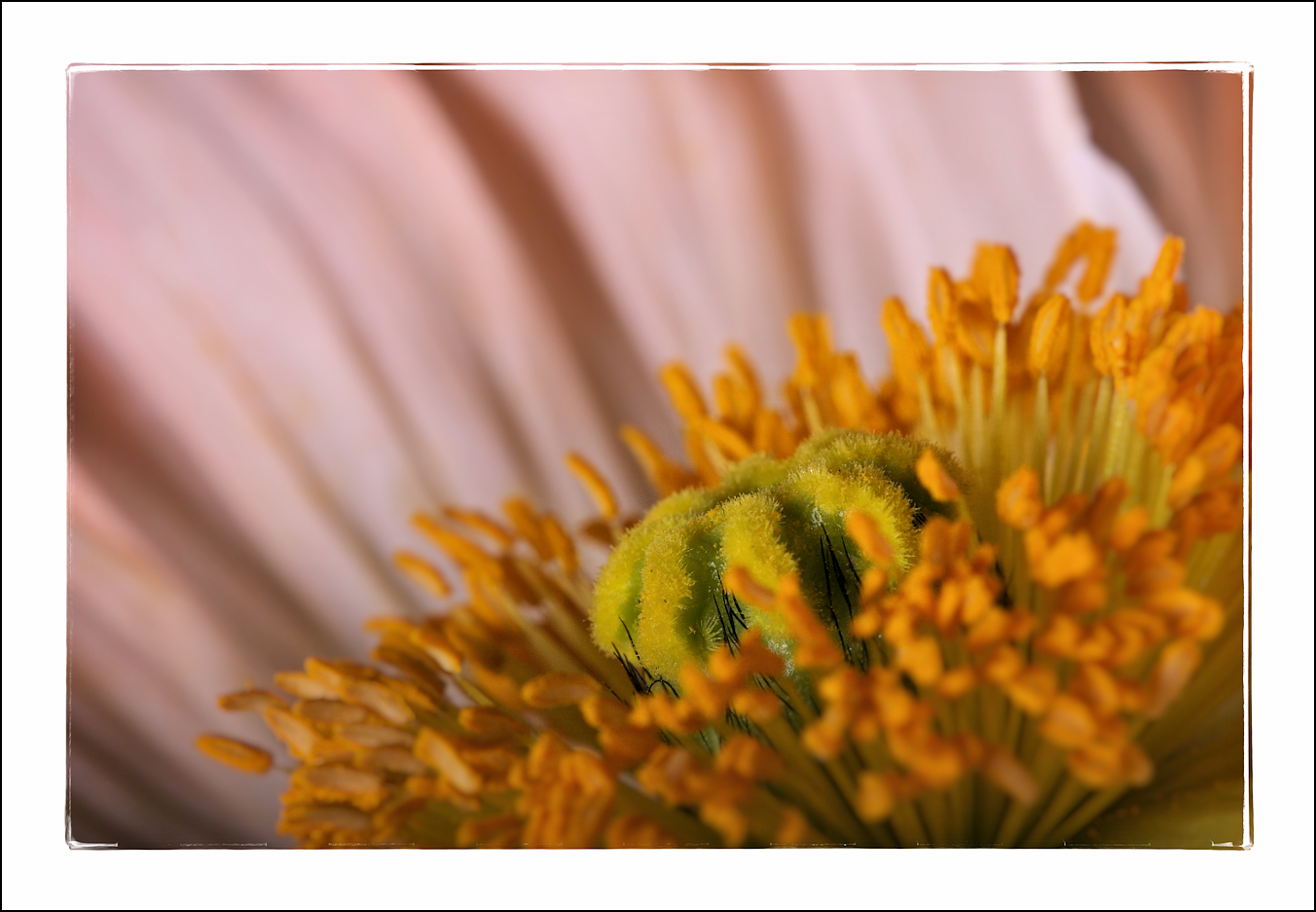 Mohn