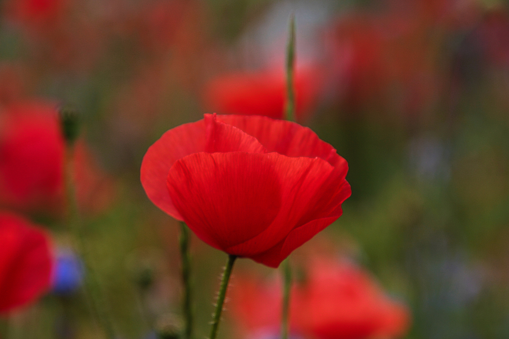 Mohn