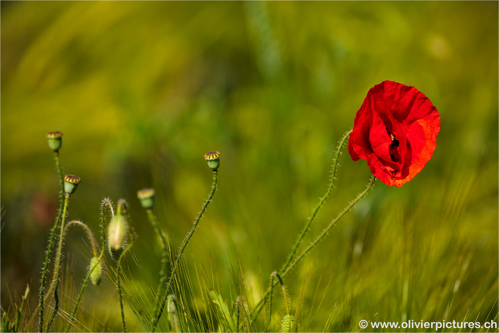 Mohn