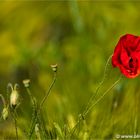 Mohn