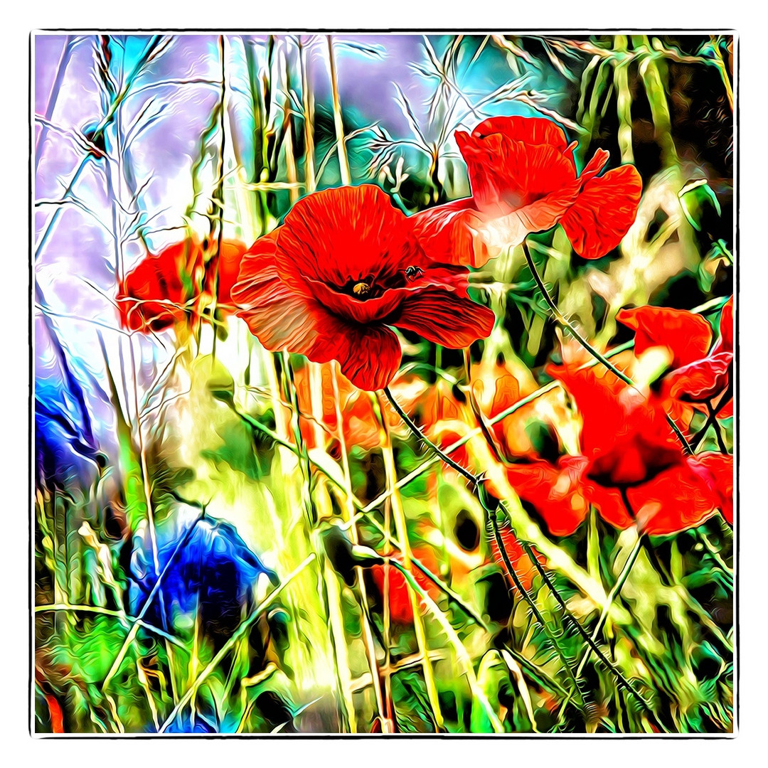 MOHN