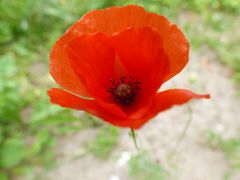 Mohn