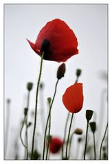 Mohn