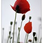 Mohn