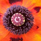 Mohn