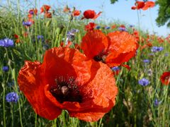 Mohn