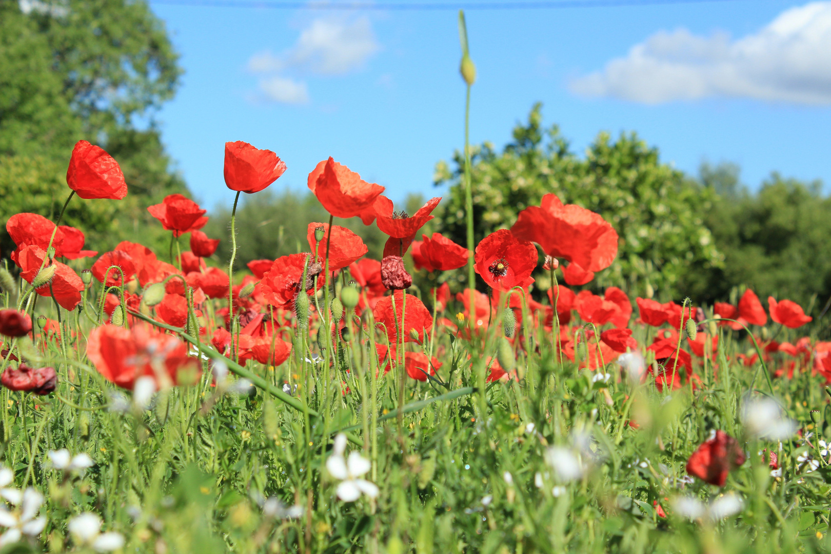 Mohn