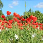 Mohn