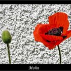 Mohn