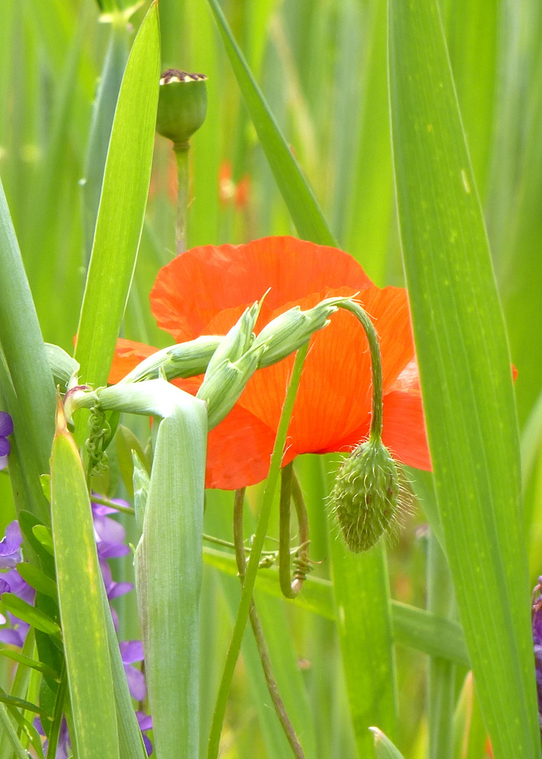 Mohn