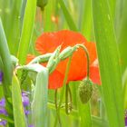 Mohn