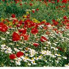 MOHN