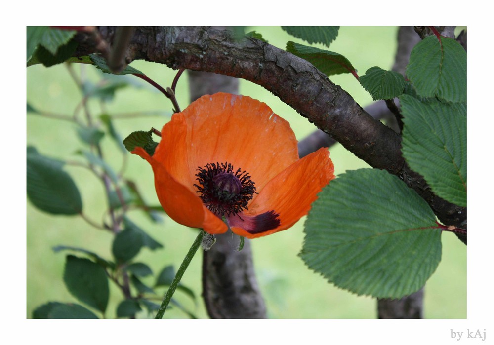 Mohn