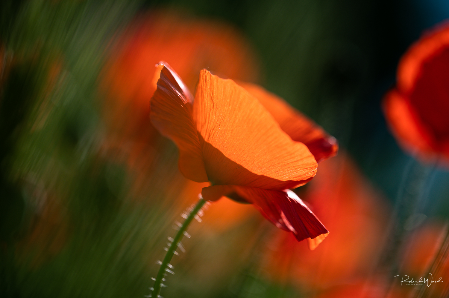 Mohn