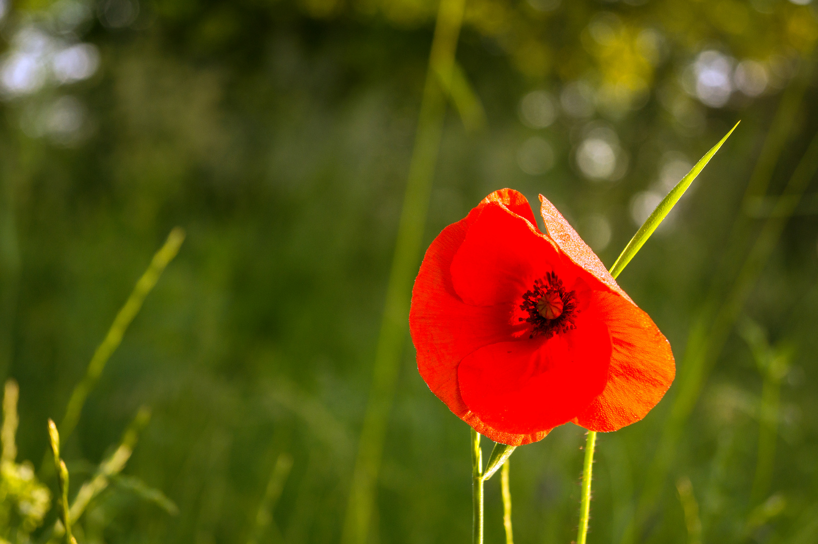 Mohn