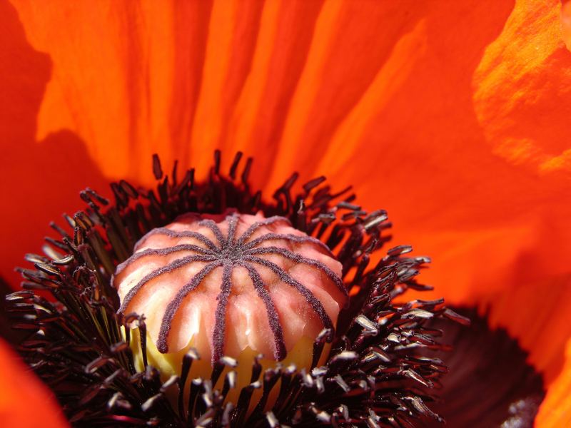 Mohn