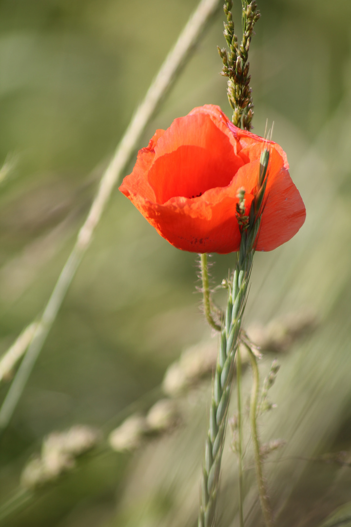 Mohn**