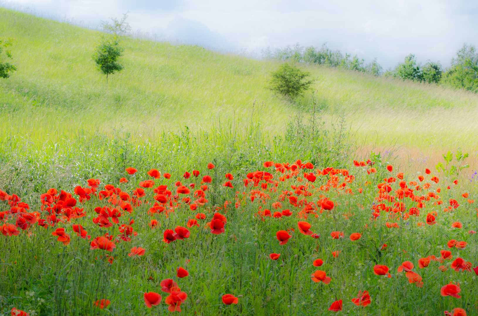 Mohn