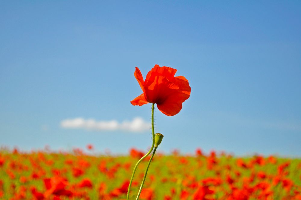 Mohn