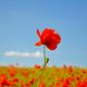 Mohn