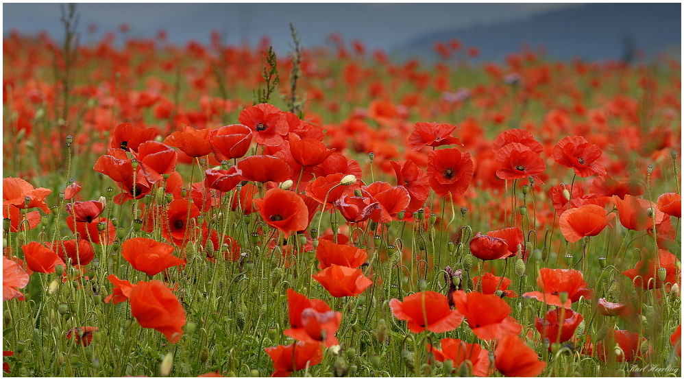 Mohn