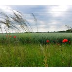 Mohn