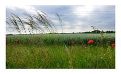 Mohn