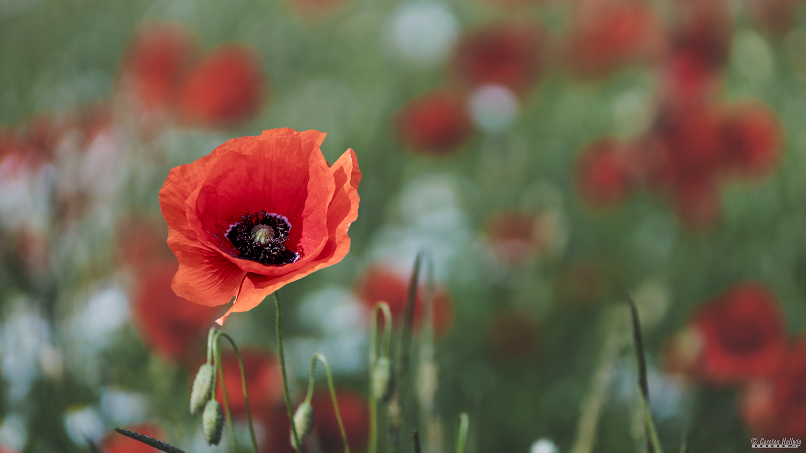  Mohn