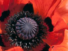 •Mohn•