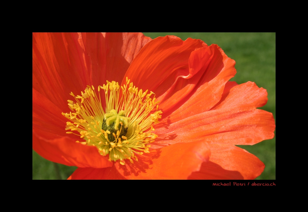 Mohn.