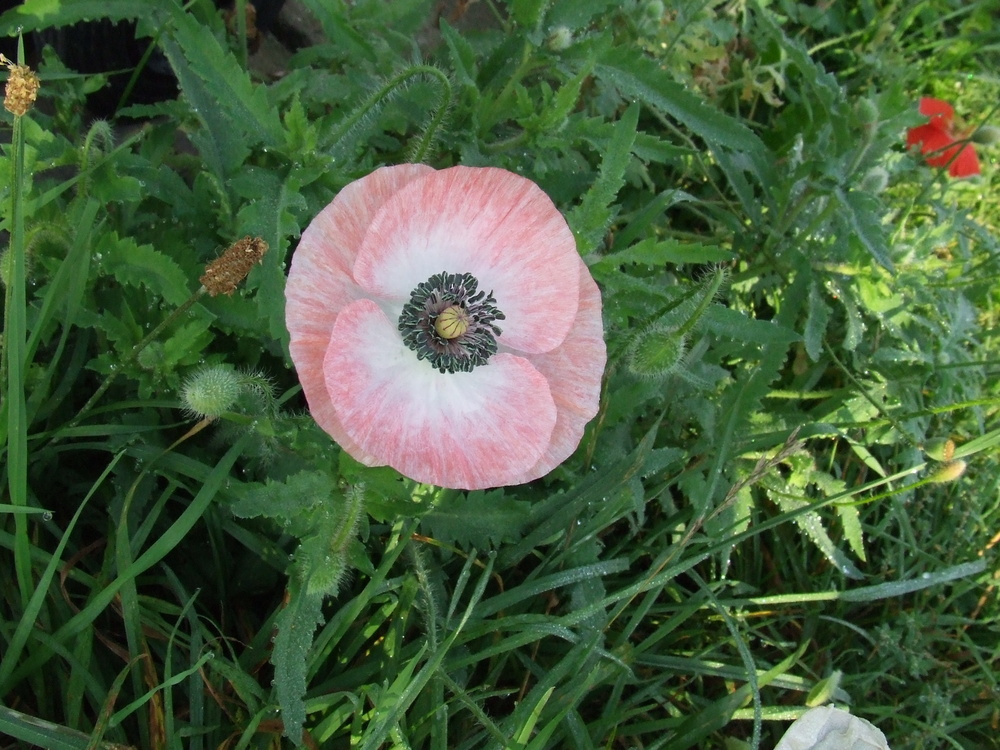 Mohn