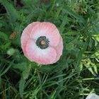 Mohn