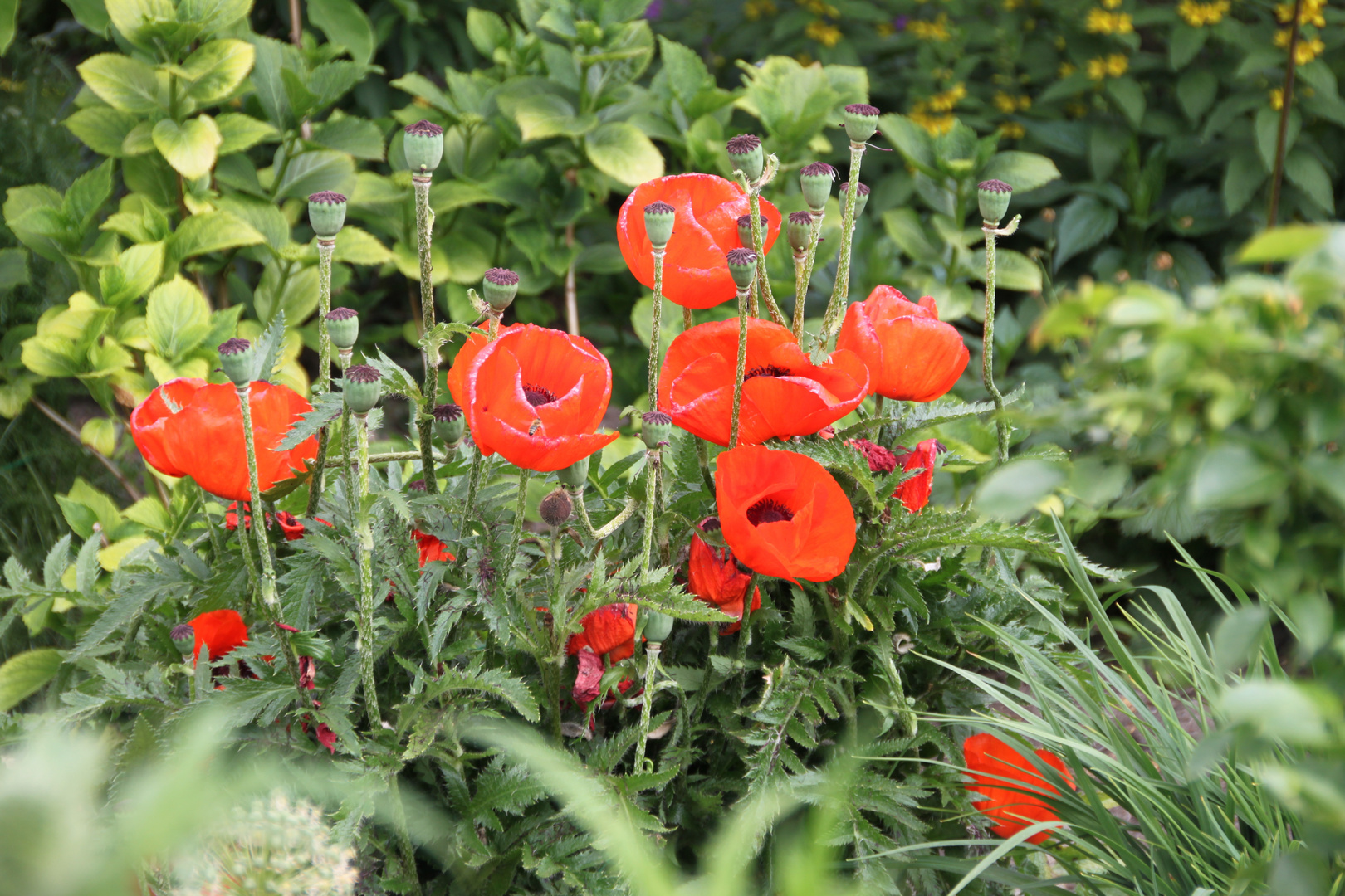 Mohn