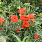 Mohn