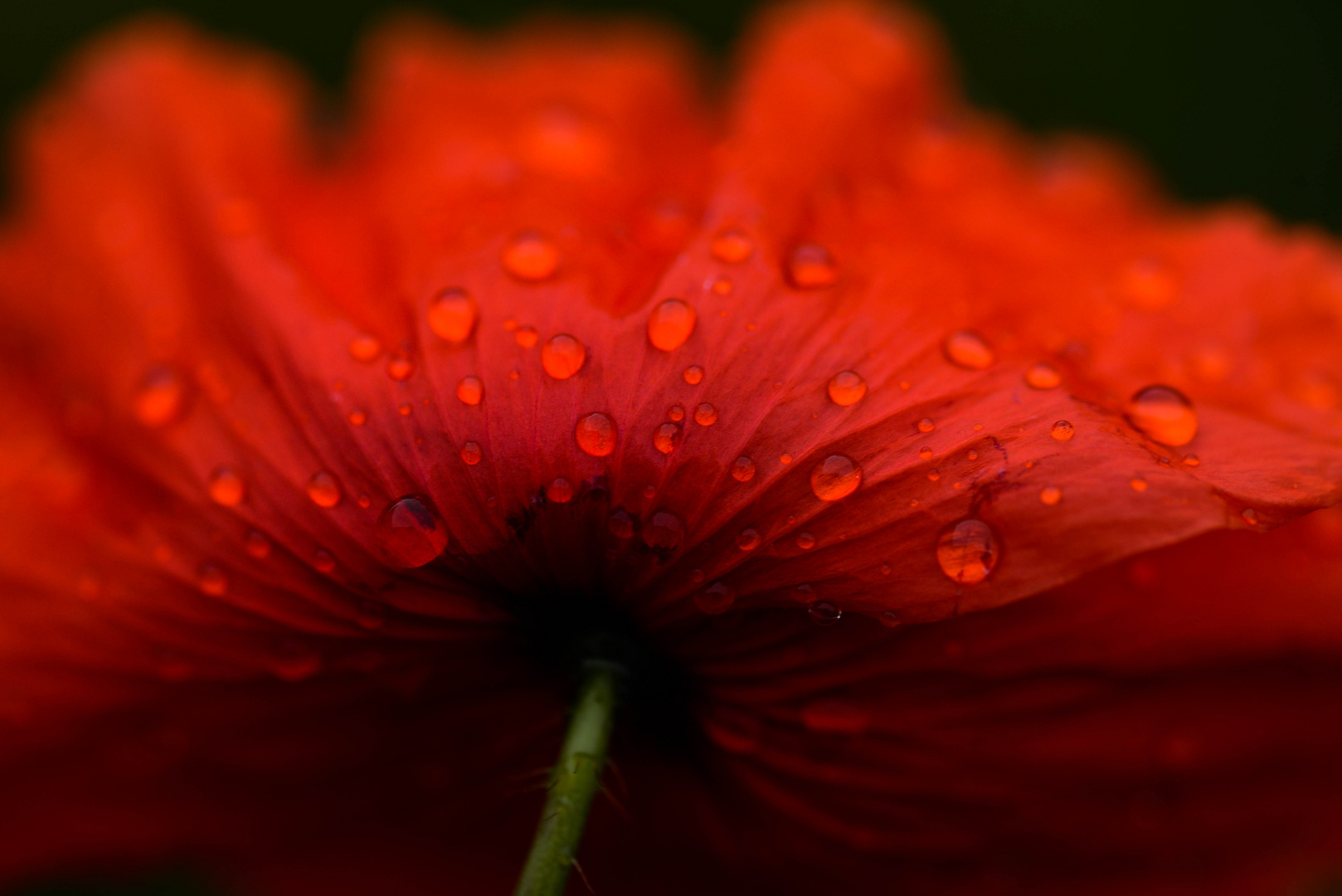 Mohn