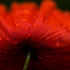 Mohn