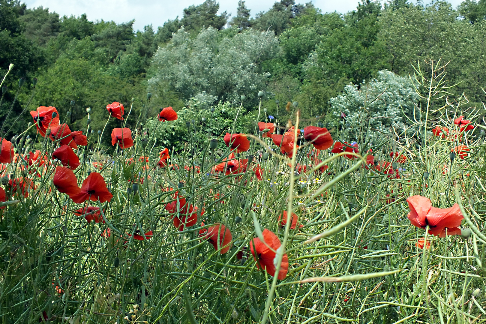 Mohn