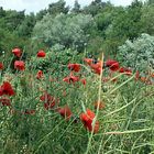 Mohn