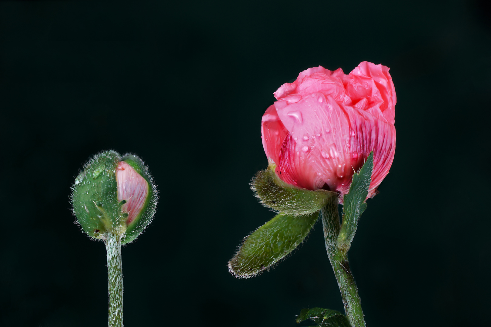 Mohn