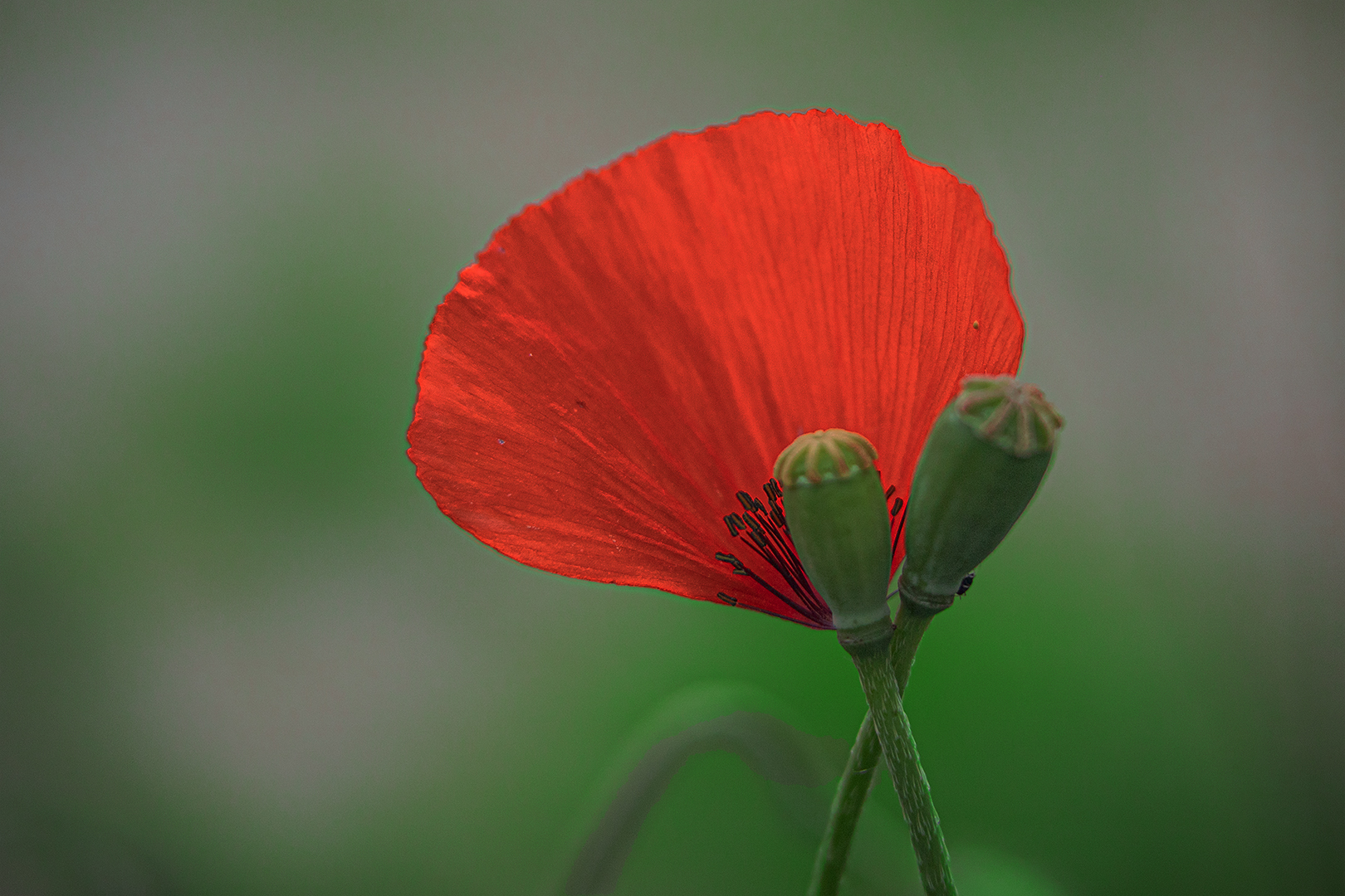 Mohn