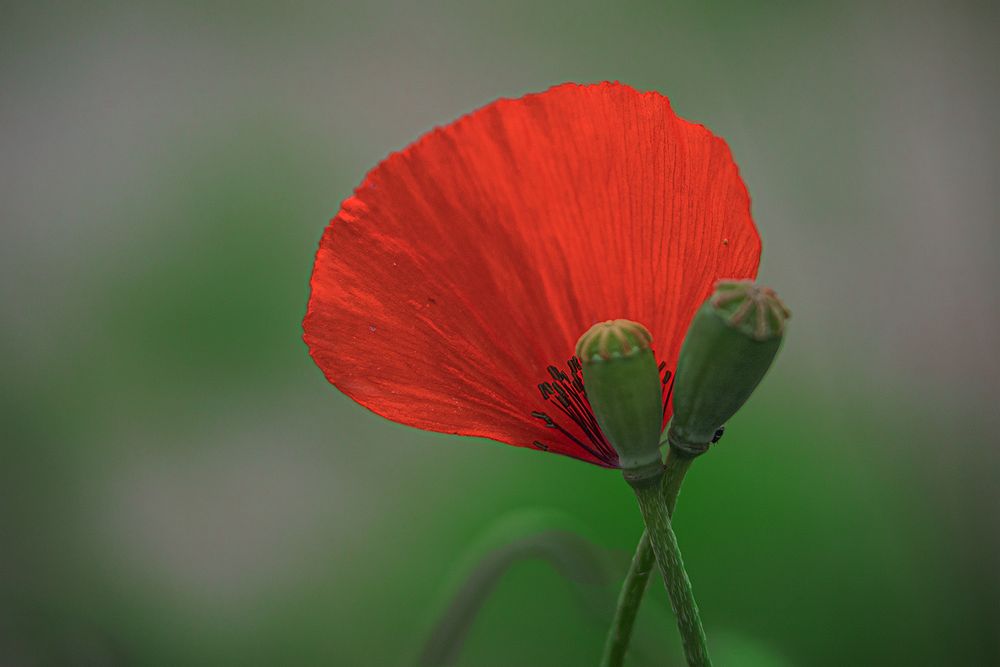 Mohn