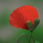 Mohn