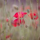 **MOHN**