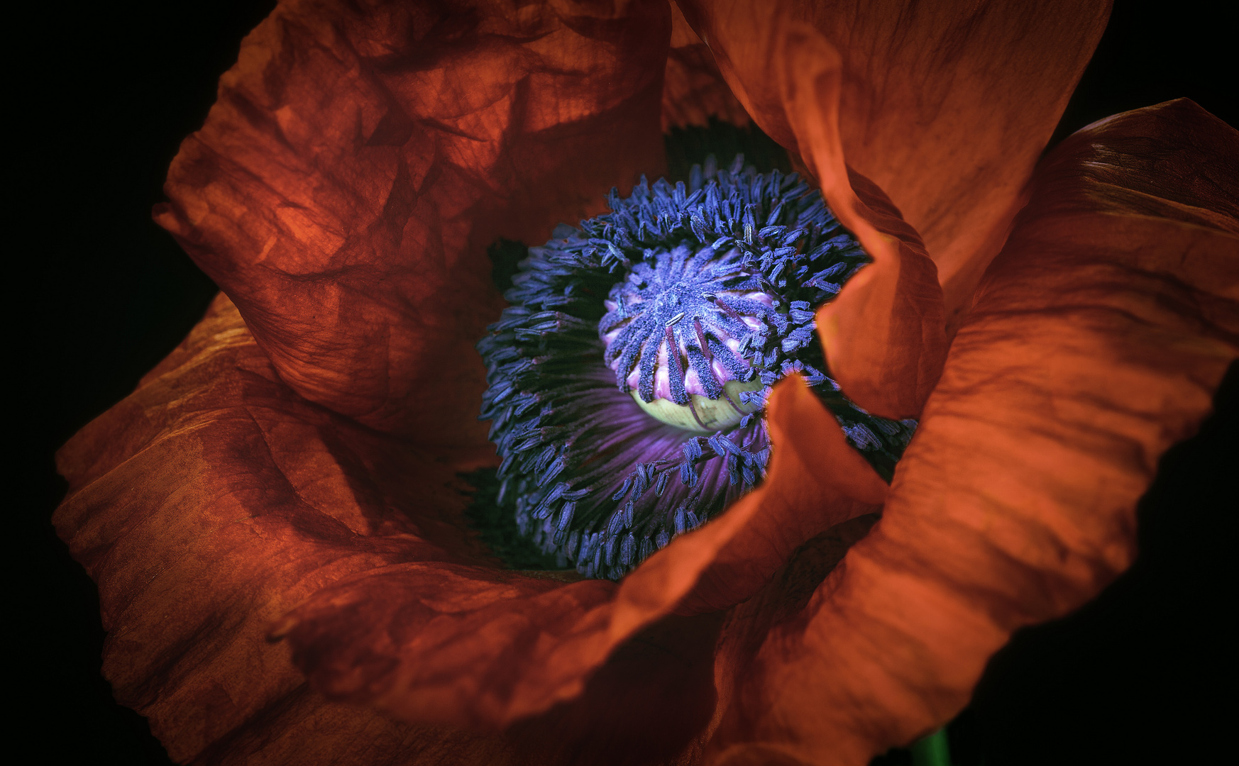 Mohn