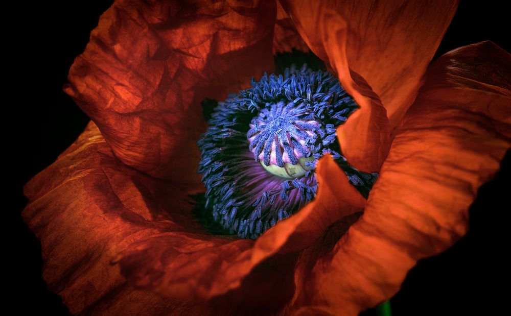 Mohn von Mathias Kentrup 