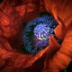 Mohn