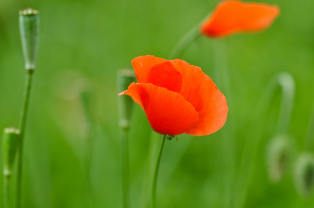 Mohn