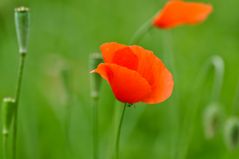 Mohn