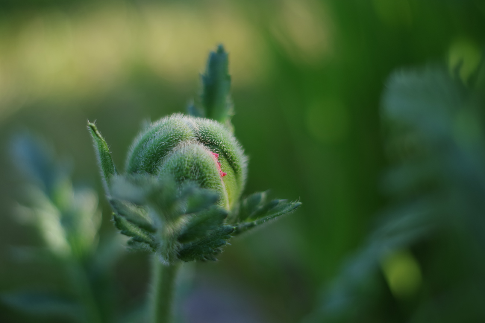 mohn